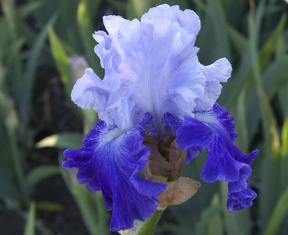 Cross Current - fragrant tall bearded Iris