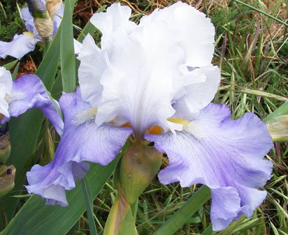 Cruise Control - tall bearded Iris