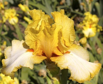 Crusader Rabbit - fragrant tall bearded Iris