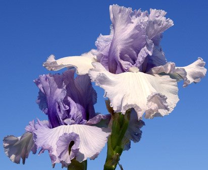 Crystal Gazer - tall bearded Iris