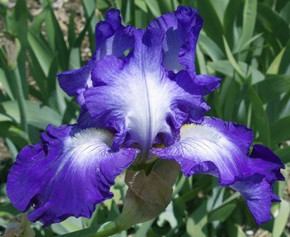 Cycles - fragrant tall bearded Iris