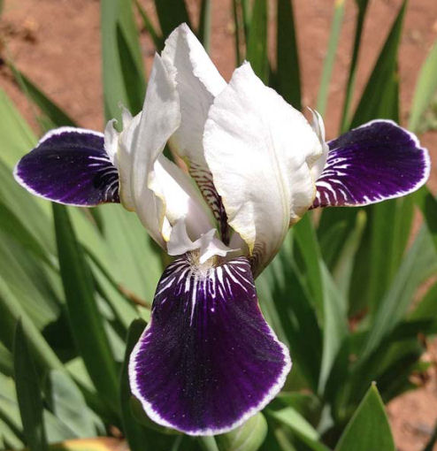 Dadgumit - MDB Miniature tall Bearded Iris