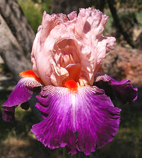 Damsel in a Dress - tall bearded Iris