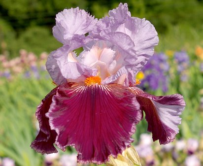 Dance Hall Dandy - tall bearded Iris