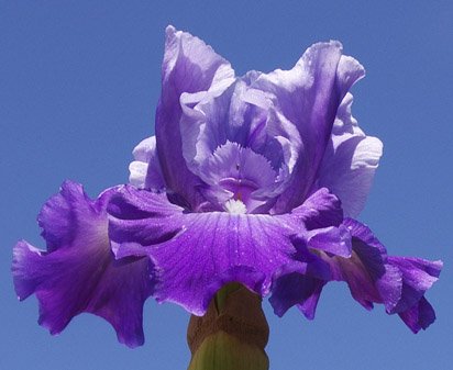 Dance Master - tall bearded Iris