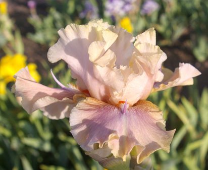 Dance for Joy - Tall bearded Iris