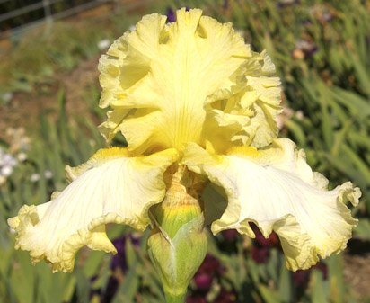 Dancing in Ruffles - tall bearded Iris