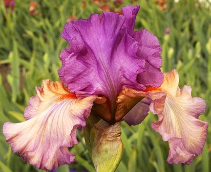 Dandy Candy - fragrant tall bearded Iris