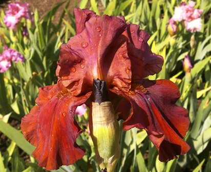 Danger - tall bearded Iris