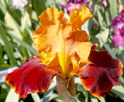 Dante's Inferno - reblooming tall bearded Iris