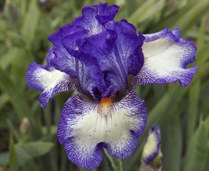 Daredevil - fragrant tall bearded Iris