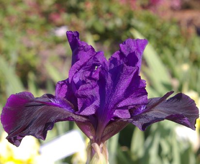 Dark Avenger - fragrant Intermediate bearded Iris