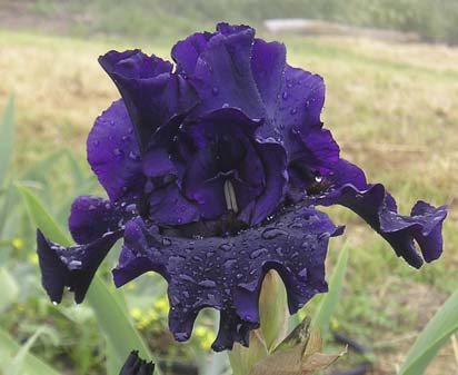 Dark Passion - fragrant tall bearded Iris