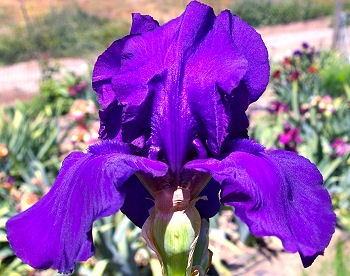 Dark Triumph - tall bearded Iris
