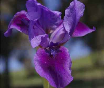 Darkling - reblooming SDB Standard Dwarf Bearded