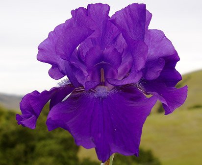 Darktown Strutter's Ball - fragrant tall bearded Iris