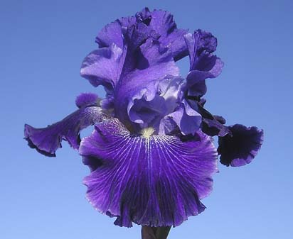 Daughter of Stars - reblooming tall bearded Iris