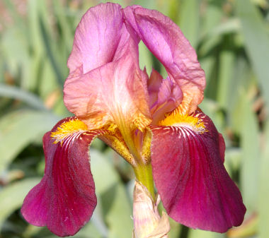 Dauntless - tall bearded Iris