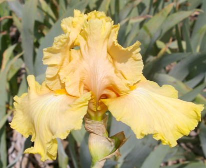 Dawning - tall bearded Iris