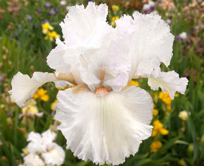 Day Dreaming - tall bearded Iris