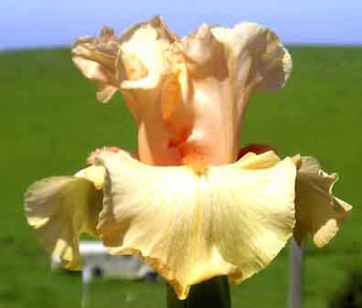 Day Glow - fragrant reblooming tall bearded Iris