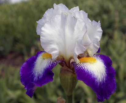 Dazzling Jewel - tall bearded Iris