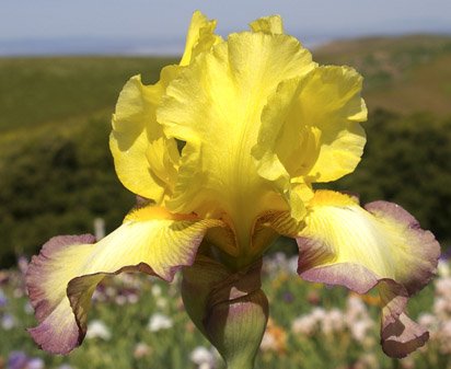 Dear Jean - tall bearded Iris