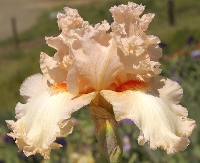 Debbie Reynolds - fragrant tall bearded Iris