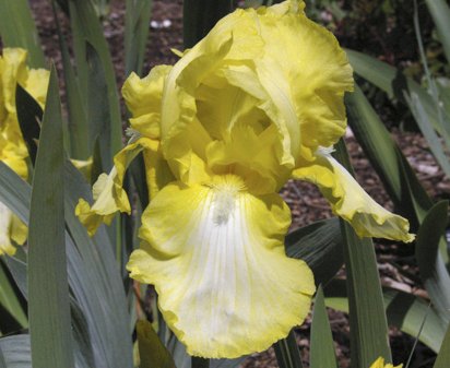 Deborah Dances - reblooming tall bearded Iris