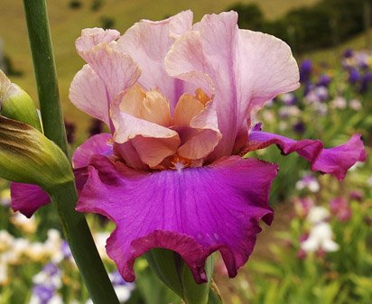 Debrenee - fragrant tall bearded Iris