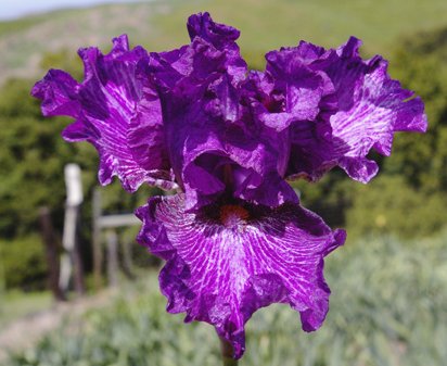 Decipher - tall bearded Iris