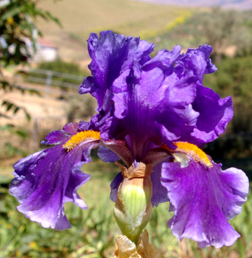 Deep Dark Secret - fragrant tall bearded Iris