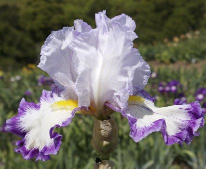 Degas Dancer - tall bearded Iris