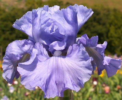 Delta Blues - fragrant tall bearded Iris