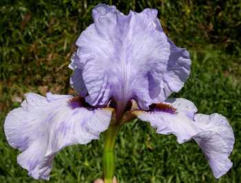 Demi Et Demi - tall bearded Iris