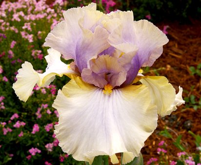 Desert Lullaby - tall bearded Iris