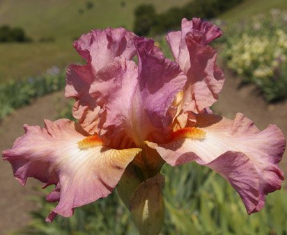 Desert Peace - tall bearded Iris
