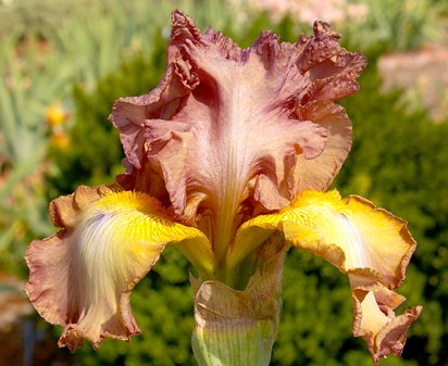 Deserts Rage - tall bearded Iris