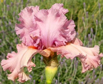 Designer Label - reblooming tall bearded Iris