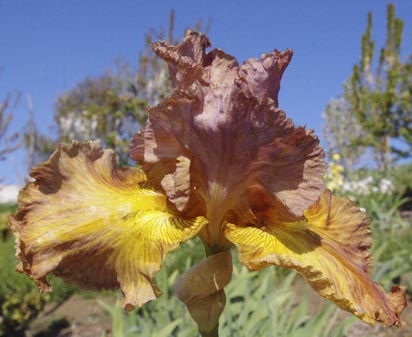 Destry Rides Again - reblooming tall bearded Iris
