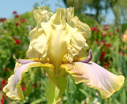 Devil David - fragrantrant tall bearded Iris