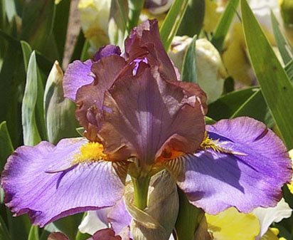 Devilish Nature - fragrant Intermediate bearded Iris