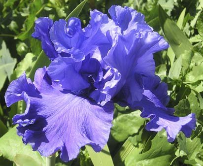 Devil's Lake - fragrant tall bearded Iris