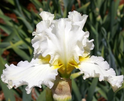 Devonshire Cream - fragrant tall bearded Iris
