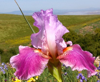 Dewberry Dawn - Tall bearded Iris