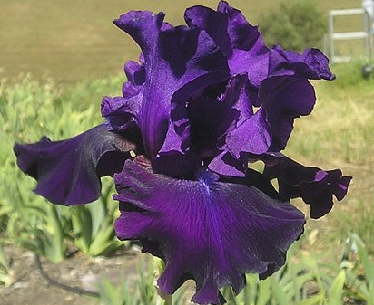 Diabolique - fragrant tall bearded Iris