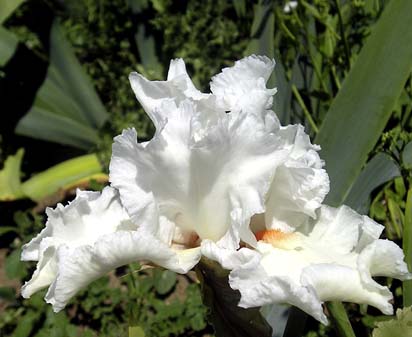 Diamond Lil - tall bearded Iris