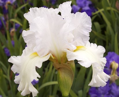 Diamond Mountain - tall bearded Iris