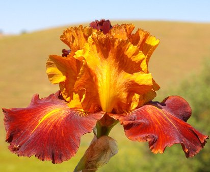 Different Flavors - tall bearded Iris