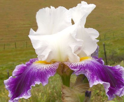 Dime A Dance - fragrant tall bearded Iris